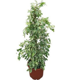 Resim Ficus Benjamina ‘Starlight’ (Kauçuk Çiçeği) Ø30 CM Y125-150 CM 