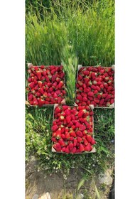 Resim 1000 adet çilek fidanı fidesi rubigen a kalite garantili ... 