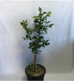 Resim 12 Litrelik Saksıda Bodur Yediveren Limon Fidanı Yaş 3 Boy 80-100 