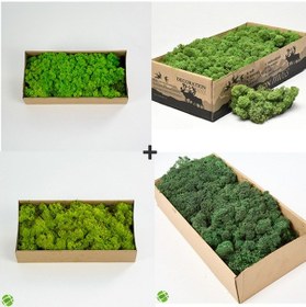Resim Reindeer Moss Lime-spring-forest-dark Green 4'lü Set Şoklanmış Ithal Norveç Yosunu 