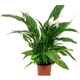 Resim Barış Çiçeği Spathiphyllum 40cm 3 Adet 