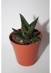 Resim Haworthia Limifolia Sukulent Tekli 5,5 Cm Saksıda 