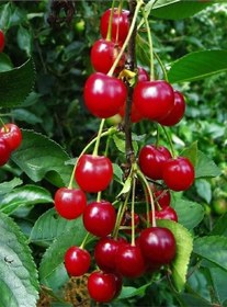 Resim 6 Adet Aşılı Vişne Fidanı 3 Yaş 