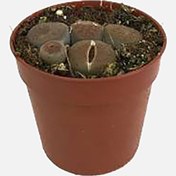 Resim İthal Lithops Taş Sukulent 