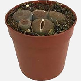 Resim İthal Lithops Taş Sukulent 