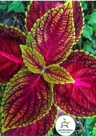 Resim Yaprak Güzeli Çiçeği 1 Adet 10-20Cm (Coleus), GDB140624NA22 