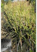 Resim Sarı Carex Bitkisi x 100 adet 