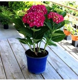 Resim Videolu 1 Adet Kırmızı Renk Ortanca Çiçeği Fidanı 30-60 Cm Saksılı Çiçekli Bodur Bitkiler Hydrangea 