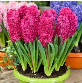 Resim Hyacinthus Jan Boss Sümbül Soğanı 3 Adet 