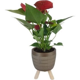 Resim Mini Antoryum Gold Damla Saksıda Flamingo Çiçeği 