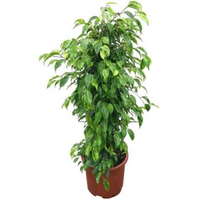 Resim Ficus Benjamina 'Anastasia' (Kauçuk Çiçeği) Ø30 CM Y125-150 CM 