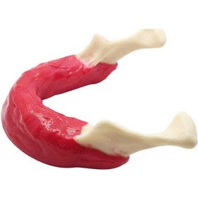 Resim Mandibula İmplant Eğitim Modeli - Dişsiz Alt Çene Simülasyonu 