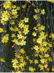 Resim Videolu Çalı Yasemin Sarı Yasemin Fidanı (80-120 Cm) 1 Adet Tüplü Jasminum Nudiflorum 