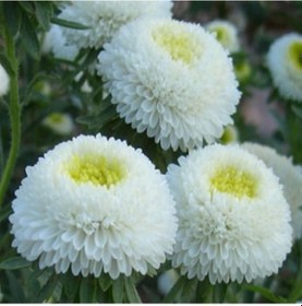 Resim Pompon White Aster Çiçeği Tohumu 50 Tohum 