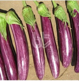 Resim 20 Adet Manisa Çizgili Patlıcan Tohumu 