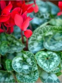 Resim Videolu 1 Adet Kırmızı Canlı Sıklamen Çiçeği Saksılı 30-55Cm (Red Cyclamen Flower) 