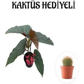 Resim Bitkim Sende Çiçekli Çilli Begonya Çiçeği Sevgililer Gününe Özel Kaktüs 