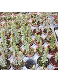 Resim Meksika Kaktüs 5.5 Cm Saksıda 
