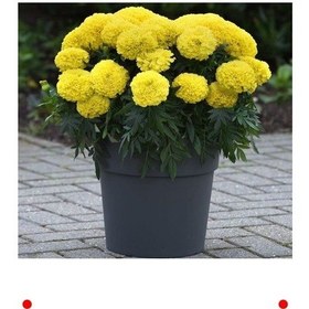 Resim Sarı İri Kadife Çiçeği Marigold - 10 Tohum 