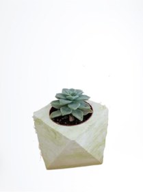 Resim Gardenbox Kampanyalı Beton Saksılı Sukulent 