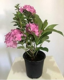 Resim Çok Avantajlı Canlı Pembe Ortanca Çiçeği 