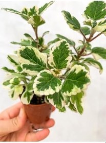 Resim Adaçayı Kokulu Sarkıcı Sukulent Beyaz Alacalı Variegata Plectranthus Madagascariensis ‘Lynne’ 