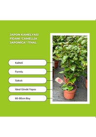 Resim Japon Kamelyası Fidanı 'camellia Japonica'' İthal 