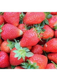 Resim Frigo Açık Kök Yediveren Çilek Fidesi 5 Adet N11.763 