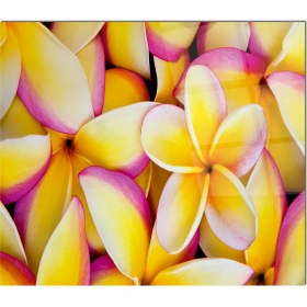 Resim Olinpa Cam Ocak Arkası Koruyucu | Çiçek Desenli 