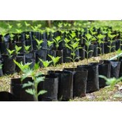 Resim Fidan Poşeti 25X50 Cm Körüklü Fidan Torbası Fide Fidan Poşetleri 