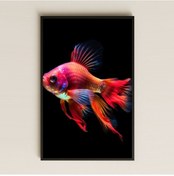 Resim Renkli Neon Japon Balığı Tasarımlı Şeffaf Pleksi Tablo 