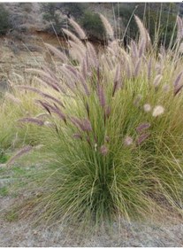 Resim Pennisetum Otsu Bitki 3 Adet 