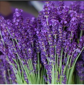 Resim Lavandula Angustifolia Lavanta Tohumu 10000 Tohum 
