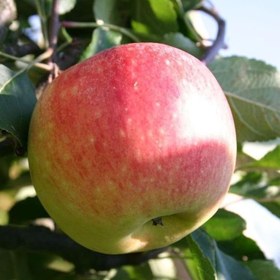 Resim Tüplü Aşılı Yarıbodur Erkenci Verimli Summer Red Elma Fidanı 
