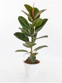 Resim Hediyelik Mini Boy Kauçuk Çiçeği Canlı Yapraklı 20-45Cm (Ficus Elastica), SRD1322025BYB03 