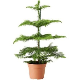 Resim Salon Arokaryası - Ofis - Ev Bitkisi 5798 