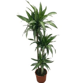 Resim Dracaena Fragrans 'warneckei' Ø24 Cm Y125-150 Cm 