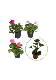 Resim Saksıda Sardunya Çiçeği 1 Adet 