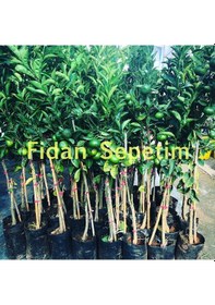 Resim 3 Yaş Aşılı W Murcott Mandalina Fidanı 