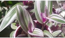 Resim Tradescantia Nanouk Pembe Telgraf Çiçeği Ithal 12.Cm .Büyük Boy Saksıda, BTS03062025BYB01 