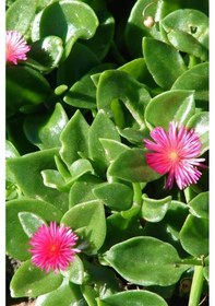 Resim Buz Çiçeği x 45 ad 