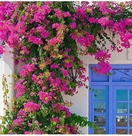 Resim Videolu 2 Adet Pembe Sarılıcı Begonvil Çiçeği Fidanı 60-90 Cm Saksılı Çiçekli Bodur Bougainvillea 