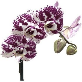Resim Phalaenopsis Purple Dots (Mor Orkide) 12 CM 70-80 CM 