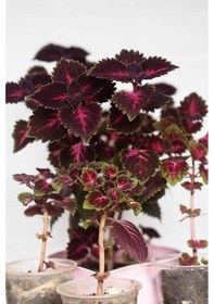 Resim Yaprak Güzeli Kolyos Çiçeği 10 Adet 