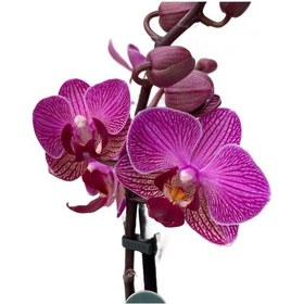 Resim Phalaenopsis 'vienna' Fuşya Orkide Ø12 Cm 45-50 Cm 