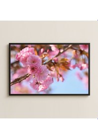 Resim Pembe Sakura Çiçekleri Yakın Plan Fotoğraf Pleksi Tablo 