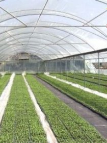 Resim 160 Micron Naylon Örtü, Şeffaf Su Geçi Rmez Naylon, 4x8 Metre 