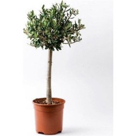 Resim Bonsai Zeytin Olea Europeana Macro Bonsai 3 Adet 