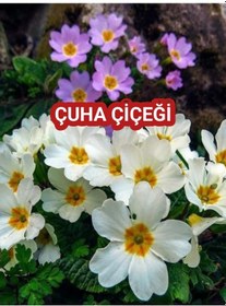 Resim 2 adet Canlı Çuha Çiçeği Primula - 5-15 Cm Boyunda, Dikime Hazı 