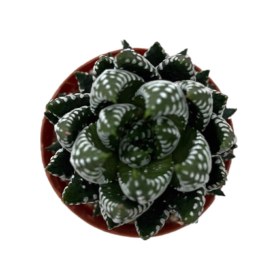 Resim Haworthia Reinwardtii (Sukulent) Ø5,5 CM Y0-10 CM 